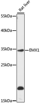 EMX1 antibody