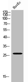EMX1 Antibody