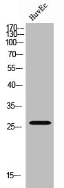 EMX1 antibody