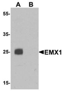 EMX1 Antibody