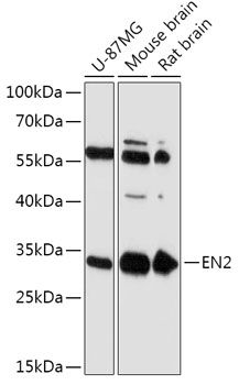 EN2 antibody