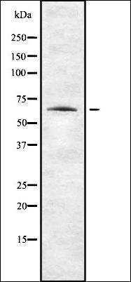 ENC1 antibody