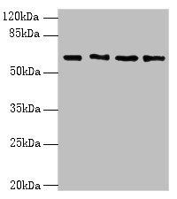 ENC1 antibody