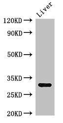 ENDOG antibody