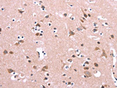 ENDOG Antibody
