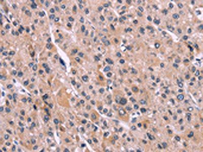 ENDOG Antibody