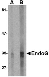EndoG Monoclonal Antibody