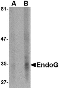 EndoG Monoclonal Antibody