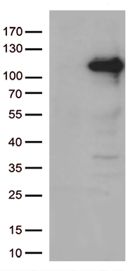 Endoglycan (PODXL2) antibody