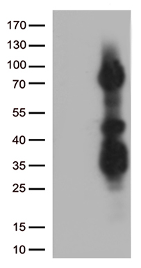 Endoglycan Antibody