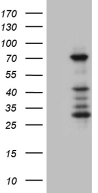 Endoglycan Antibody