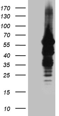Endoglycan Antibody
