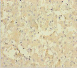 NEIL1 Antibody