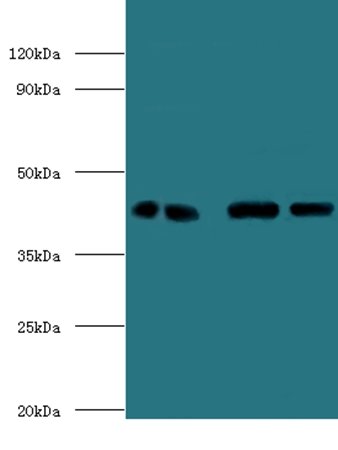 Endoplasmic reticulum-Golgi intermediate compartment protein 3 antibody (Biotin)