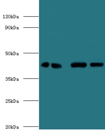 ERGIC3 Antibody, Biotin conjugated