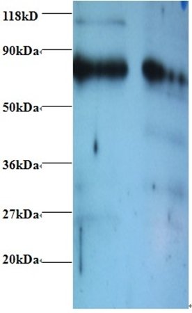 Endoplasmic reticulum resident protein 29 antibody (Biotin)