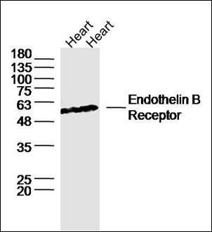 Endothelin B Receptor antibody