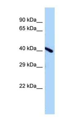 Endov antibody