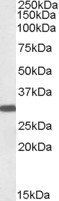 Goat anti-Engrailed-2 Antibody