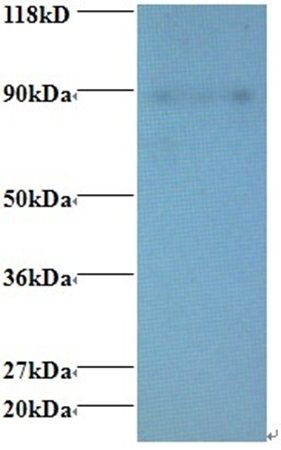 Enhancer of rudimentary homolog antibody (Biotin)