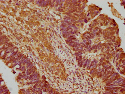 ENHO Antibody