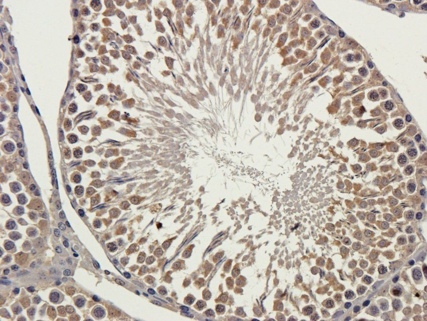 Enkephalin antibody