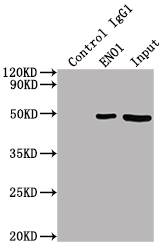 ENO1 antibody