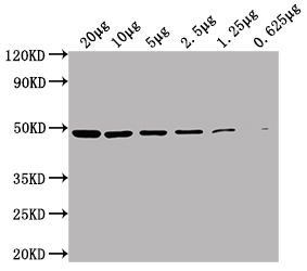 ENO1 antibody