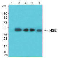 ENO2 antibody
