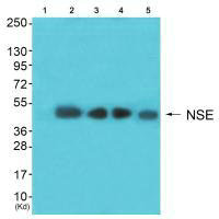 ENO2 Antibody
