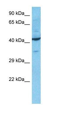 ENOG antibody