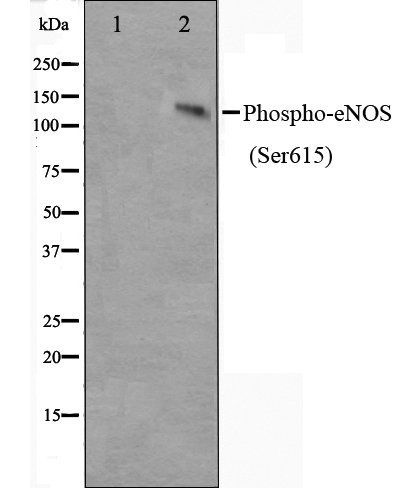 eNOS (Phospho-Ser615) antibody