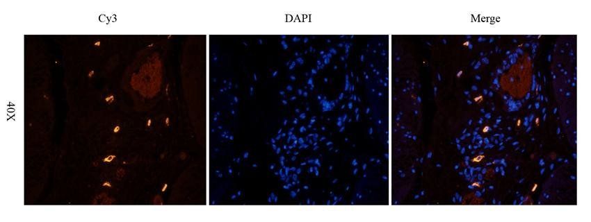 eNOS antibody