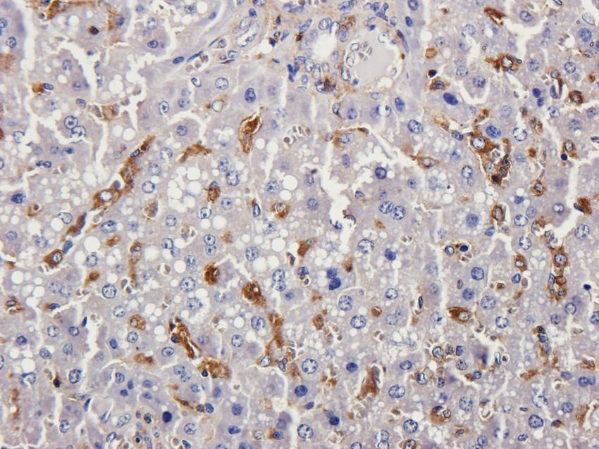eNOS Rabbit Polyclonal Antibody