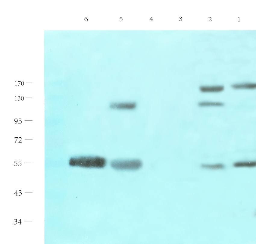 eNOS Rabbit Polyclonal Antibody