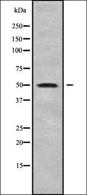 ENOSF1 antibody