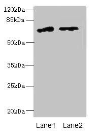 ENOX1 antibody