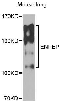 ENPEP antibody