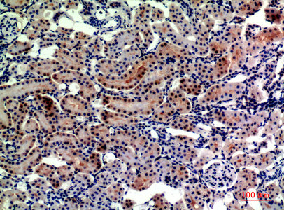 ENPEP antibody