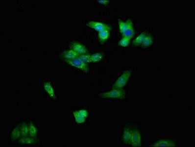 ENPP1 Antibody