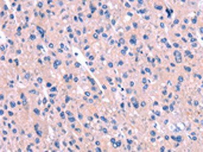 ENPP4 Antibody