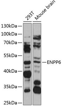 ENPP6 antibody