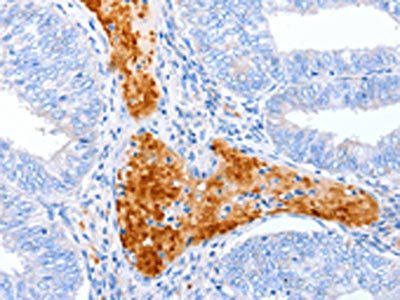 ENPP7 Antibody