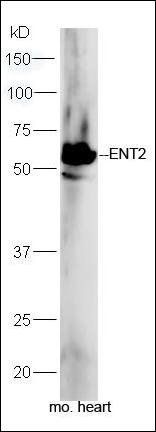ENT2 antibody
