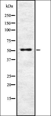 ENTPD2 antibody