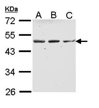 ENTPD5(CD39L4) antibody