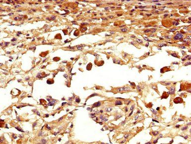 EOMES Antibody