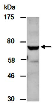 EOMES (C) Antibody, Rabbit Polyclonal