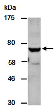 EOMES antibody