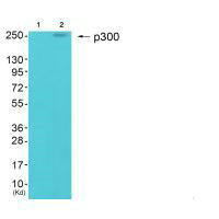 EP300 antibody